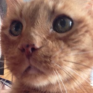 Meet your Posher, Carol